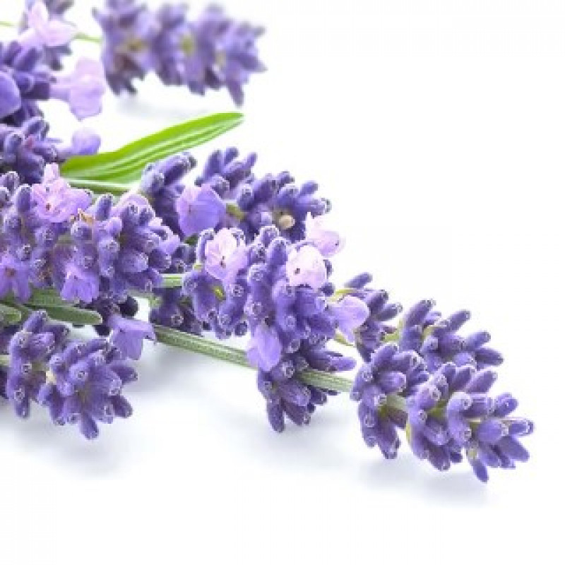 qtica lavender verbena scrub 5oz